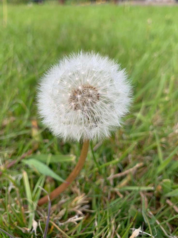 Emerging from Lock&nbsp;down